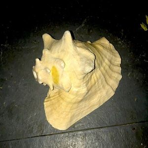 Giant Sea Shell Decor